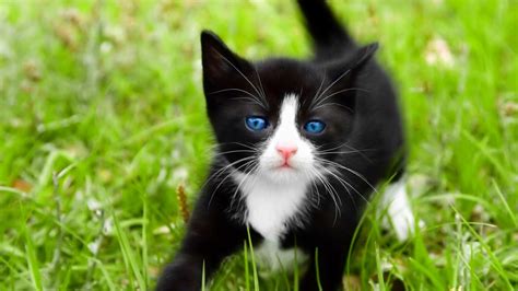 rüyada siyah beyaz kedi görmek